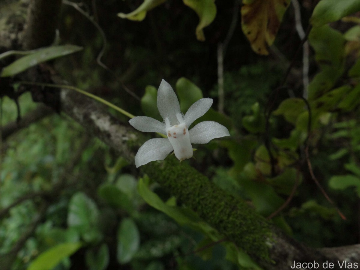 Thrixspermum pulchellum (Thwaites) Schltr.